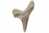 Fossil Ginsu Shark (Cretoxyrhina) Tooth - Kansas #219178-1